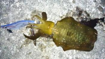 �����ꥤ��