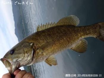 ���⡼��ޥ����Х�