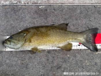 ���⡼��ޥ����Х�