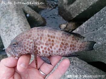 ¥ª¥ª¥â¥ó¥Ï¥¿