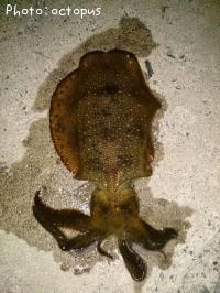 ¥¢¥ª¥ê¥¤¥«