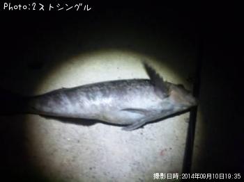 �����ʥ�