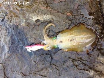 ¥¢¥ª¥ê¥¤¥«