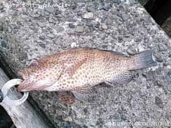 ¥ª¥ª¥â¥ó¥Ï¥¿