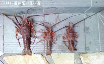 ������Ϸ