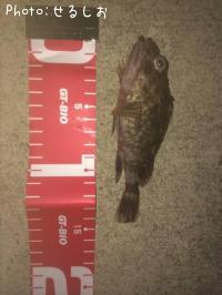 ¡ú¥«¥µ¥´¡ú