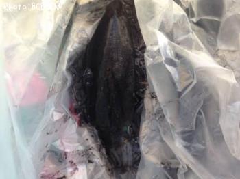 ¥¢¥ª¥ê¥¤¥«