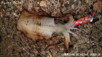 ¥¢¥ª¥ê¥¤¥«