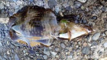 ¥¢¥ª¥ê¥¤¥«