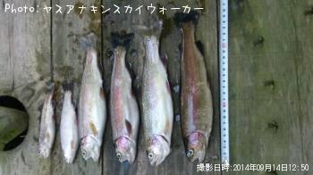 �쥤��ܡ��ȥ饦��