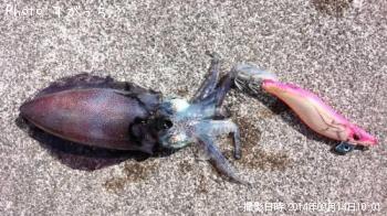 ¥¢¥ª¥ê¥¤¥«