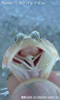 ���������������������å��ۡ������ä���