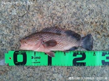 ������Ǥ�̵����