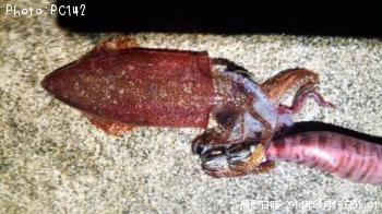 ����ɥ������ʥҥ�����