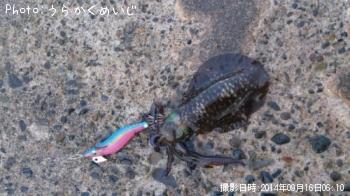 ¥¢¥ª¥ê¥¤¥«