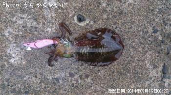 ¥¢¥ª¥ê¥¤¥«