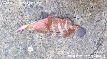 ¥¢¥ª¥ê¥¤¥«