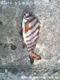 �����Υϥ���