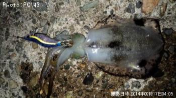 �����ꥤ��