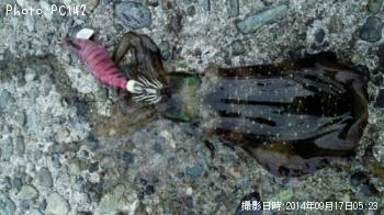 �����ꥤ��