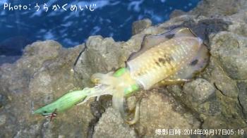 ¥¢¥ª¥ê¥¤¥«