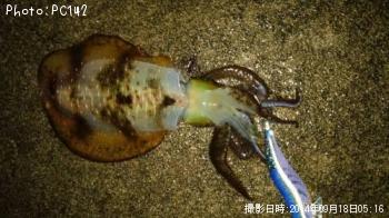 �����ꥤ��