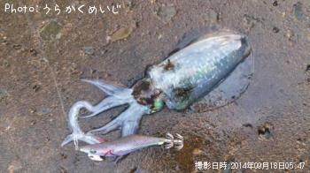 �����ꥤ��