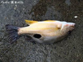 ¥¯¥í¥Û¥·¥Õ¥¨¥À¥¤