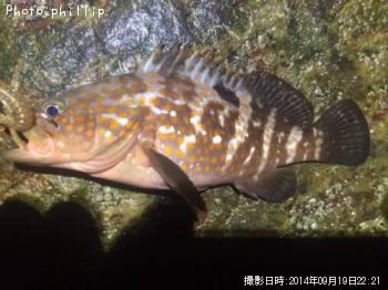 �����ϥ�