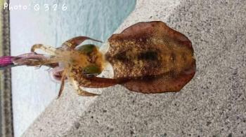 �����ꥤ��