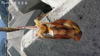 �����ꥤ��