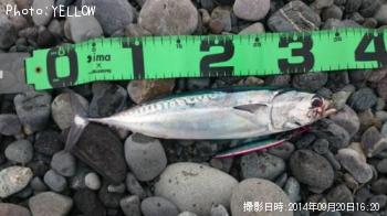 ¥½¥¦¥À¥¬¥Ä¥ª