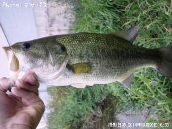 �֥�å��Х�