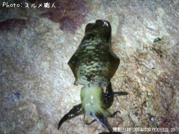 ¥¢¥ª¥ê¥¤¥«