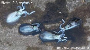 �����ꥤ��