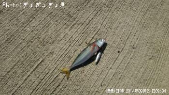 ¥µ¥Ð