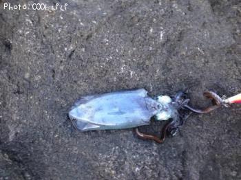 �����ꥤ��