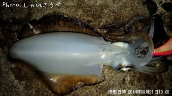 ¥¢¥ª¥ê¥¤¥«