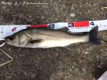 �����Х�����