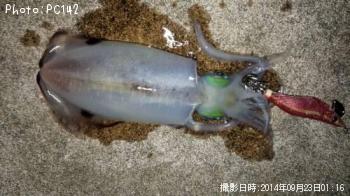 �����ꥤ��