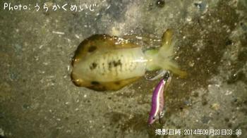 �����ꥤ��