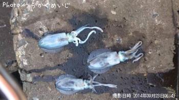 �����ꥤ��