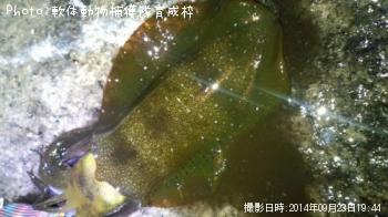 ¥¢¥ª¥ê¥¤¥«