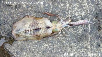 ¥¢¥ª¥ê¥¤¥«