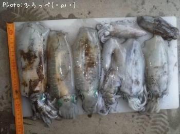 ¥¢¥ª¥ê¥¤¥«