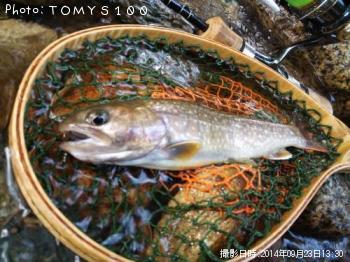 岩魚