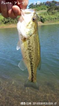 �֥�å��Х�