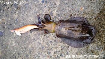 ¥¢¥ª¥ê¥¤¥«