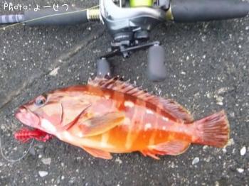 �����ϥ�