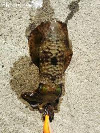 ¥¢¥ª¥ê¥¤¥«